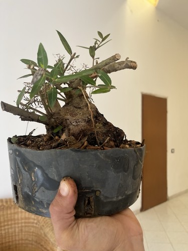 Bonsai phillirea famiglia - bonsai,