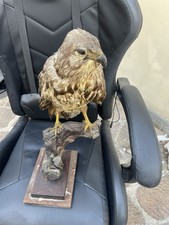 Trofeo Di Caccia Poiana Imbalsamata