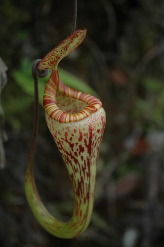 Semi nepenthes vogelii - nepenthes,