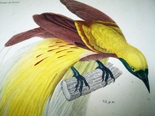 1833, set Prêtre/Lezione -5- Acquerello Rara Monografia Uccellini del Paradiso Y6EHNZ