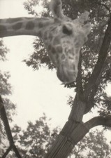 B3 -  Foto Photo Fotografia Anni 60 - Giraffa 1° Piano