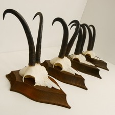 4x Antlers Camosci Forte