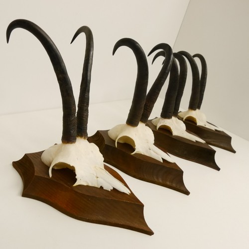 Antlers camosci forte - 4x,