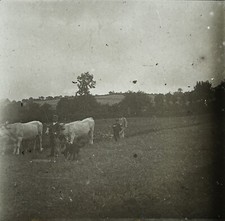 Francia Attacco Di Buoi C1910