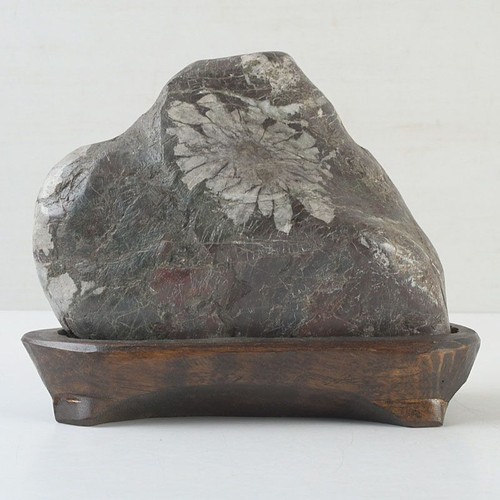 Pietra crisantemo suiseki - di,