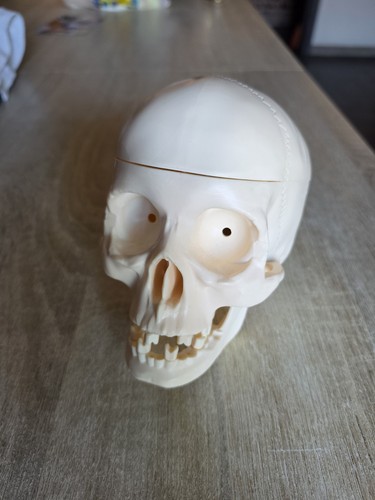 Modello anatomico teschio