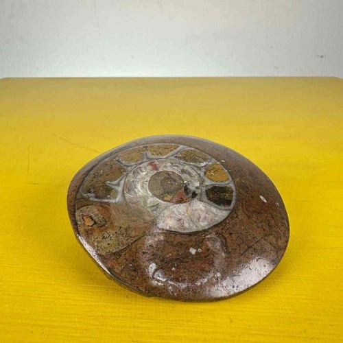 Fossile conchiglia ammonite - conchiglia,