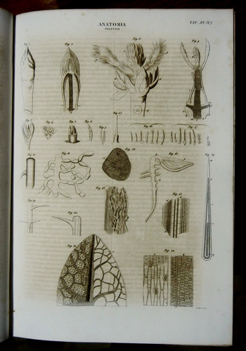 1849 stampa antica - 1849,