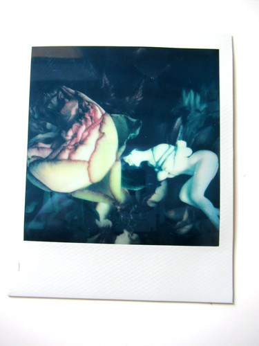 Araki polaroid originale - araki:,