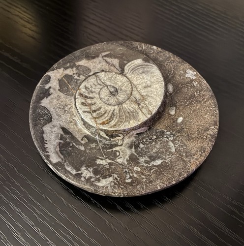 Vassoio ammonite lucido piatto