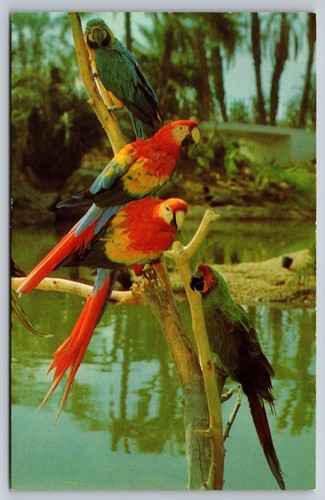 Cartolina epoca macaws ara - cartolina, d'epoca