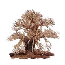 Bonsai Premium Albero L Radice