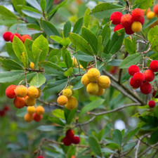 10 semi di CORBEZZOLO -