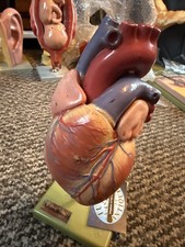 Adam Rouilly Somso Human Heart