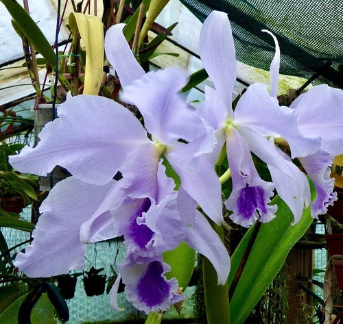 Cattleya labiata coerulea blue - cattleya,