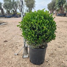 Pianta Bosso a Palla