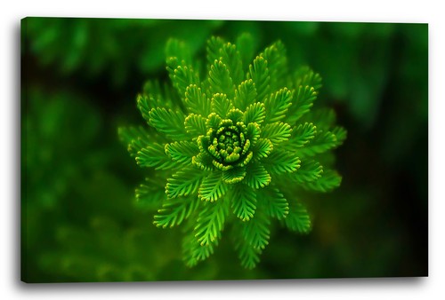 Tela cornice pianta verde - la,