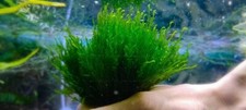 Piante Acquario Flame Moss Muschio Acquario 5x5cm