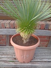 Yucca Rostrata n.19