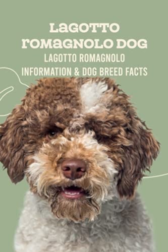 Lagotto romagnolo dog - romagnolo, dog: