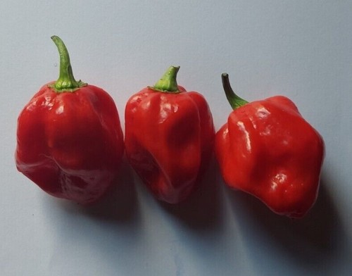 Semi peperoncino - 20,