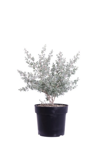 Pianta vera leptospermum - di,