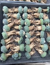 10 pezzi 3-5 cm rara pianta