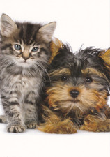 Yorky  Postcard  *  Yorkshire