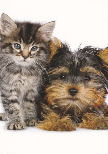 Cartolina yorky yorkshire - *,