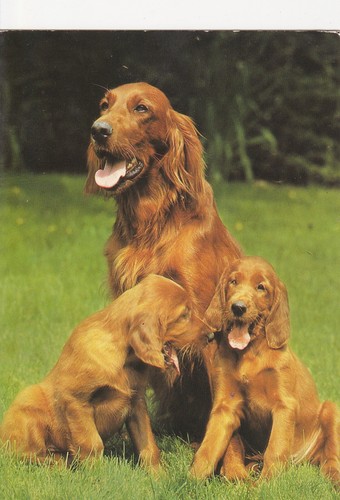 Setter cartolina - setter, *