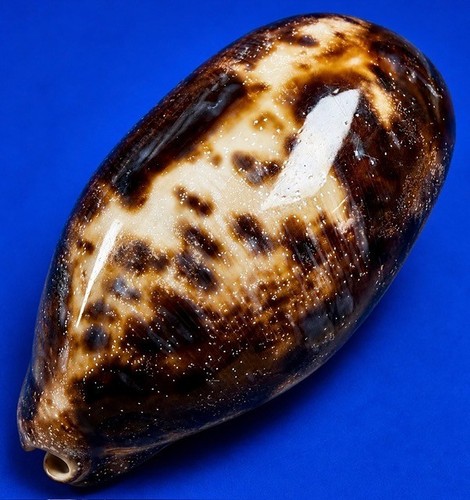 Gigante 101 cypraea - mm,
