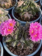 Rara pianta succulenta