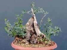 Bonsai Olivastro 40x32cm In