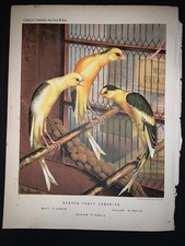 1875 cassell canarini and - cassell's,