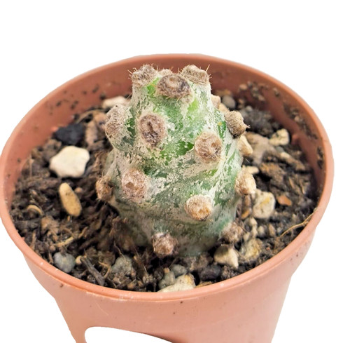 Tephrocactus molinensis - tephrocactus, molinensis -