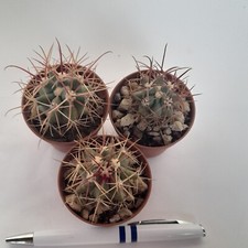 Ferocactus Rectispinus x Peninsulae 