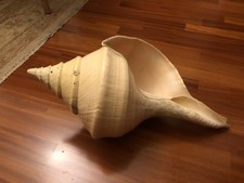 Syrinx aruanus. Misura 65 cm Conchiglia gigante antica da museo.