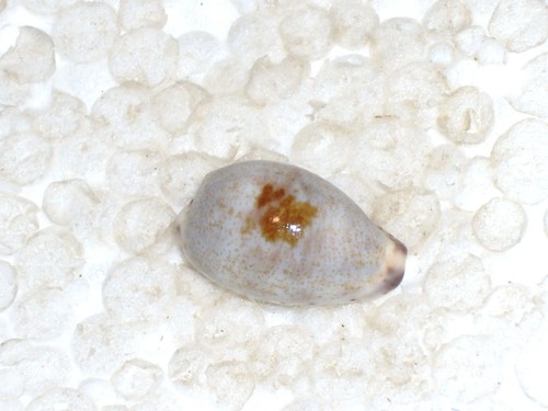 Cypraea gracilis macula - cypraea,