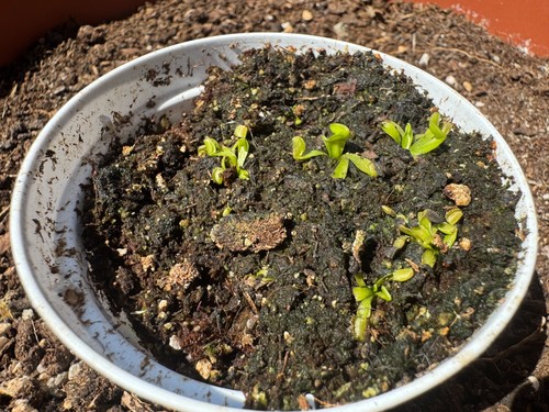 Dionaea muscipula bcp - muscipula,