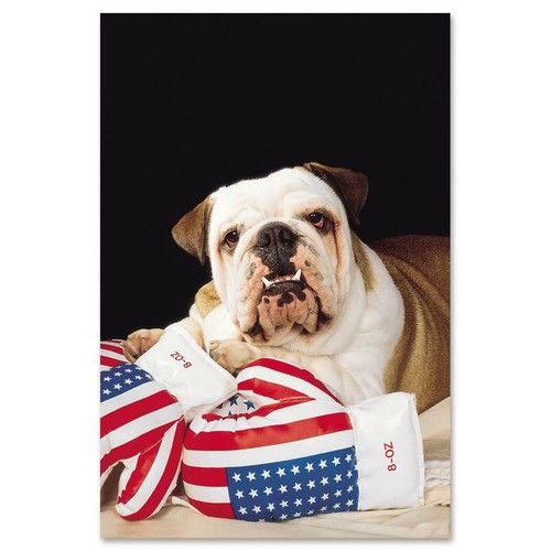 Adesivo regalo bulldog boxe - adesivo, regalo:
