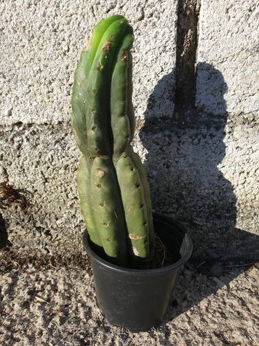 Pachanoi san pedro 22cms - pachanoi,, san🌵pedro