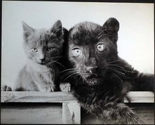 Foto vintage Animali Pantera e cucciolo di gatto Ft 493 - Stampa 30x40 cm
