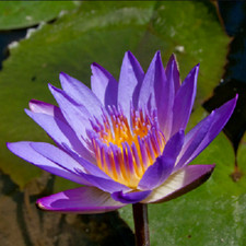 15 SEMI DI NINFEA "  Tina