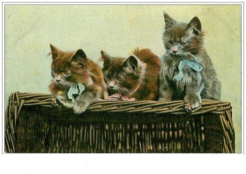 Gatti 1329 gattini - n.1329.gattini, e