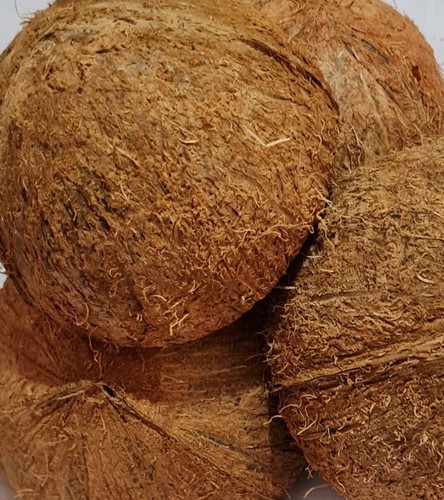 04pz ceylon guscio cocco - ceylon, di