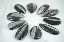 Fossile orthoceras ammonite - fossile,