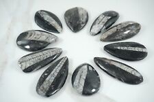 fossile orthoceras ammonite