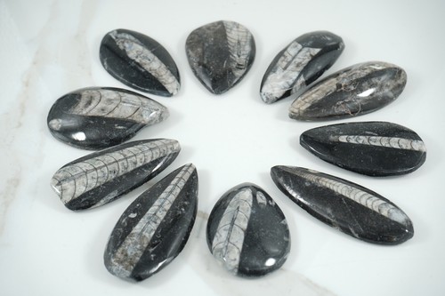 Fossile orthoceras ammonite - orthoceras,