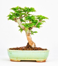 Bonsai di Acero Testa di Leone