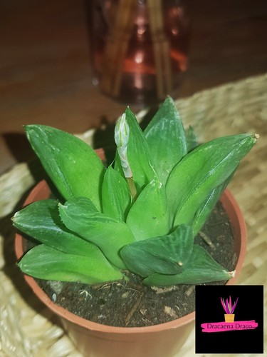 Haworthia cymbiformis orchidea - haworthia,